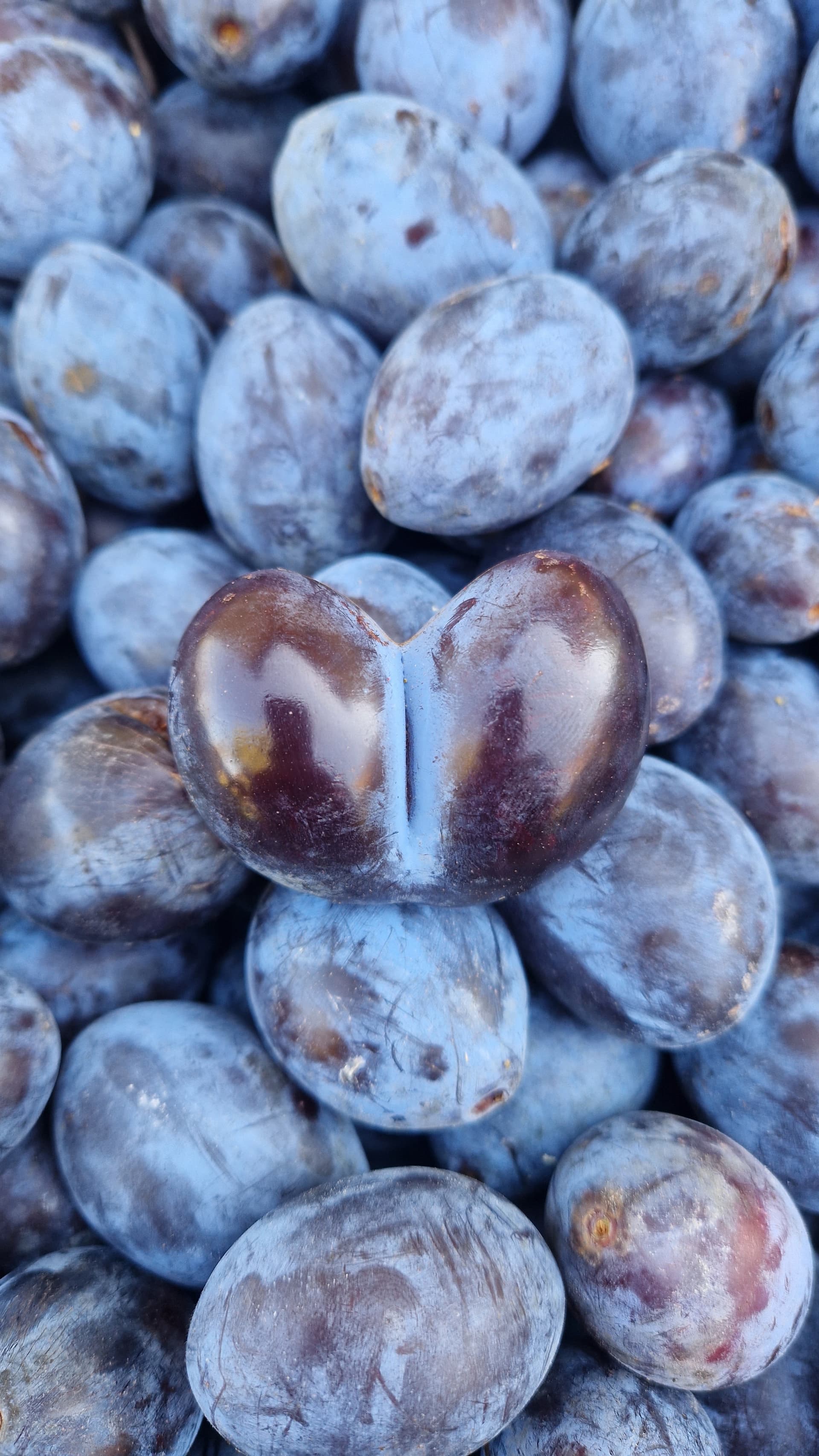 Šljiva – Lička bistrica